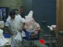 Veterinarian Career