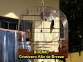 Bicudo Bo�mio - Passaros Bicudos