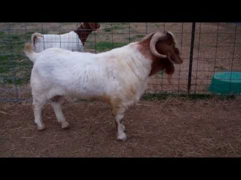 boergoat farming - Recorded on February 18, 2011 using a Flip Video camera.