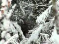 Vue De Cerfs Fin Janvier Bois Contre Bois [voir Blog Boisdecerfsavoie].
