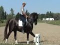 stallion borus