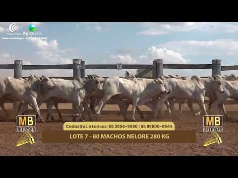 517 LEILO VIRTUAL MB LEILES