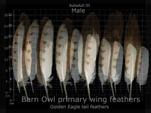 how to obtain eagle feathers