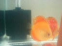 Meu casal de acara discus, cuidando dos seus alevinos... 