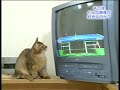 Cats watching ping pong