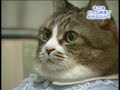 Cats watching ping pong