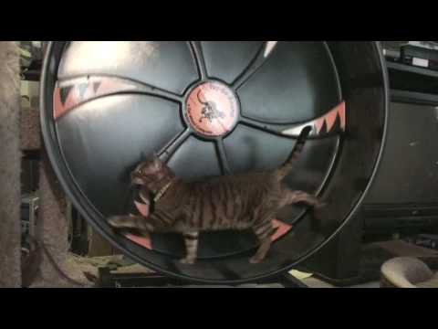 toyger ^