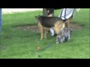 Another Doggie Video - Penny