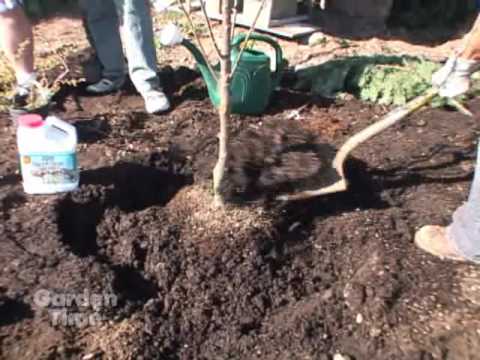 how to replant tree seedlings