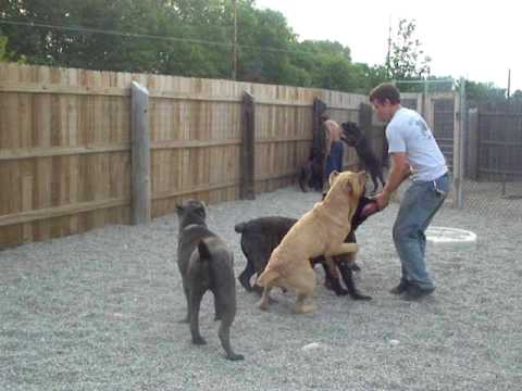 cane corso