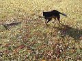 Australian Blue Heeler vs. BIG STICK!