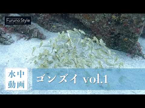 ゴンズイ vol.1