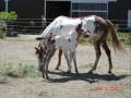 videos de Lady Hawks Fantasia for sale