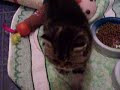 chatons persans 5 semaines 4