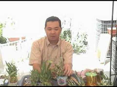 how to care for a lucky bamboo house plant
