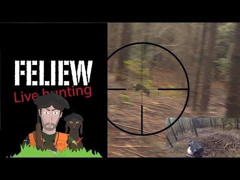 chasse - Désolé pour le retard!! Non je n'ai pas arrêté de chasser en battue comme on me demandait régulièrement, voici la preuve avec le Bestof de ma saison en 2 par...