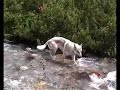 dream of a czechoslovakian wolfdog dream of a czechoslovakian wolfdog