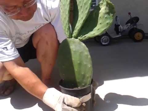 how to replant prickly pear cactus