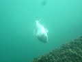 PESCA SUBMARINA DORADAS EXTREMO AZUL