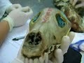 anatomia miologia canina