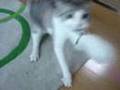 猫じゃらし焦らされるズラ（Cat toys drive my cat ZURA crazy!!）