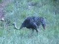Ostrich