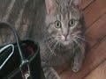 le chat