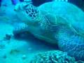 Scuba Diving Hawaii Sea Turtles