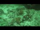 Scorpionfish fight
