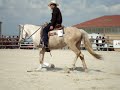 NICY DLG at Sermet Quarter Horse May 2008 show NICY DLG at Sermet Quarter Horse May 2008 show