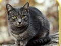 Follow~ Warriors:Cinderpelt~Cinderheart~Leafpool