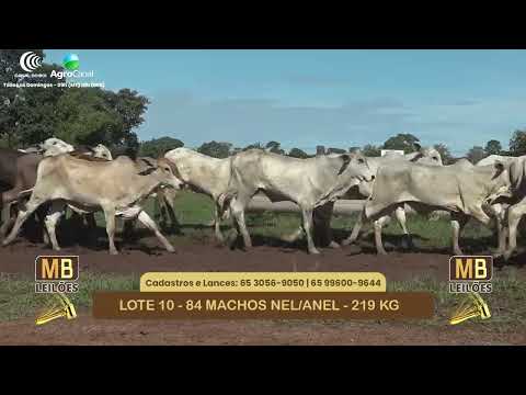 532� LEIL�O VIRTUAL MB LEIL�ES