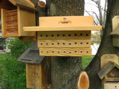 how to harvest mason bees