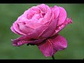 LU CORE ME' - canto folk - musica di VINCENZO COCCIONE