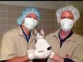 facultad de medicina veterinaria usac, una reflexion