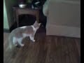 oh no its cats