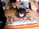 Suki barks at dogs on TV