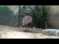 Philadelphia Zoo Buff Crested Bustard Impatient For Food Plus Short Call