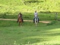 cavalos que só faltam falar   