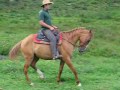 cavalos que só faltam falar   