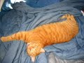 THE CUTEST CAT EVER THE CUTEST CAT EVER