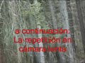 Black bear hunt (cazarco)