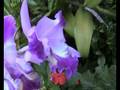 Musica e flores