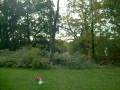 Falling a Tree