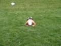 videos de Swimming a Hill