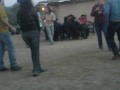 el coya trichaco08/19