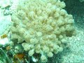 Diving in Aqaba
