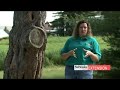Pine Wilt Disease