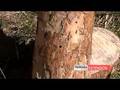 videos de Pine Wilt Disease