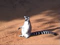Lemuriens Lemuriens